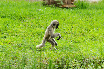 Bébé  Gibbon