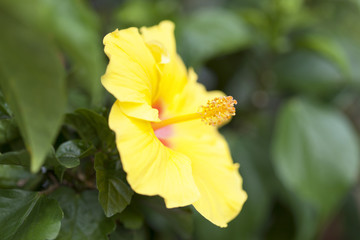 ハイビスカスの花