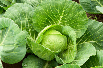 .cabbage