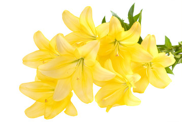Bouquet of yellow lilies. Isolated on white