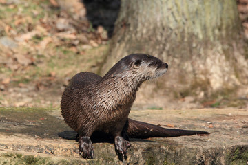 otter