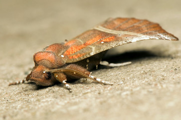 Scoliopteryx libatrix