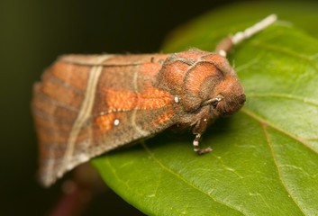 Scoliopteryx libatrix