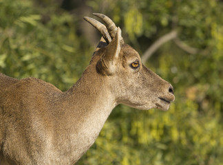 Obraz premium Iberico chamois