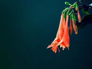 Fuchsia flowers on blue-green background. It is theme of nature.