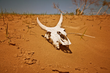 Crâne dans désert