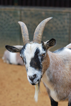 African Goat