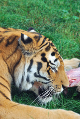Tiger eating