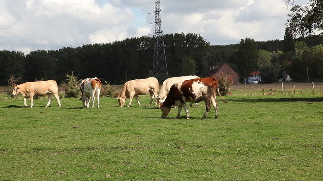 vache
