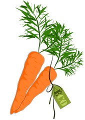 Big, clean and health carrot from ecology farm - vector