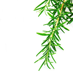 Naklejka premium Rosemary