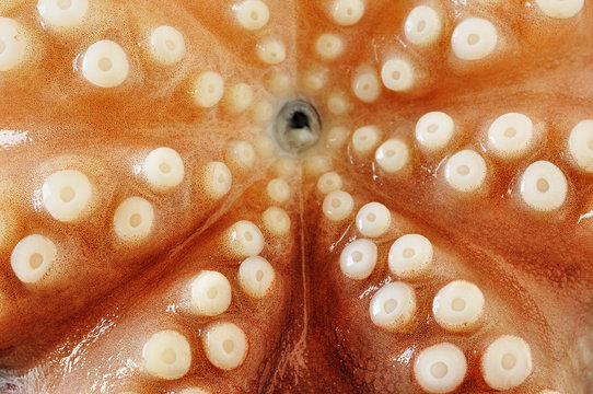 Raw octopus, close-up