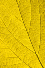 Naklejka na ściany i meble Golden autumn leaf background