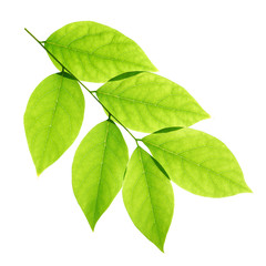 Fototapeta na wymiar Branch of green leaves isolated on white background