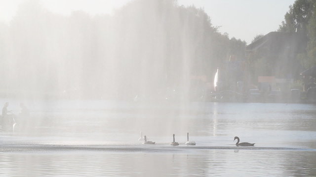 Swan Lake