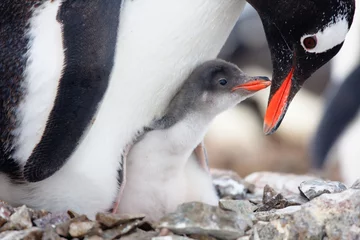 Foto auf Acrylglas Antarktis Pinguine nest