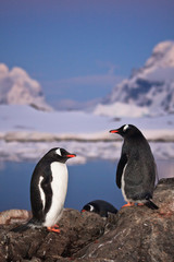 .Two penguins talking