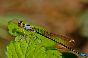 Aqua dragonfly on green leaves