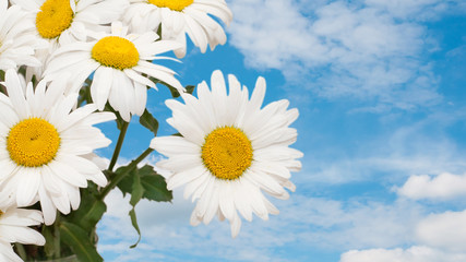 chamomile flowers bouquet