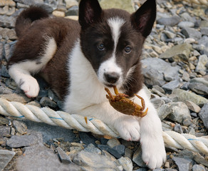 puppy with crab in jaws