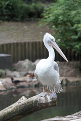 fenicottero dello zoo di Belino