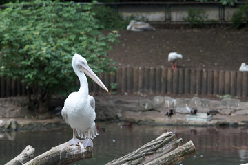 fenicottero dello zoo di Belino