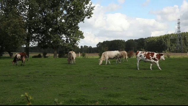 vache