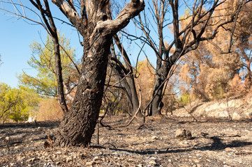 Forest fire aftermath