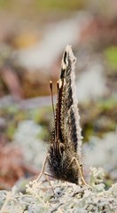 The butterfly are face-to-face a kind