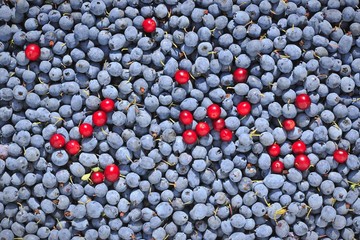 Fresh bog bilberry and cowberry background