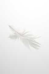 Fototapeta premium pióro