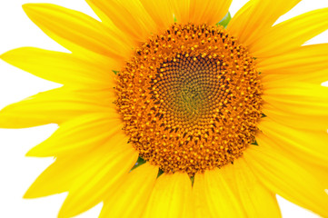 Obraz premium Sunflower