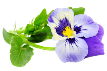 Pansy Violet Isolated on White Background