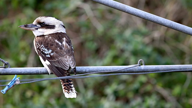 Kookaburra on Clothes Line