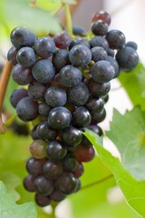 Trauben I