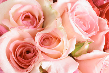 Fototapeta na wymiar Pink Roses