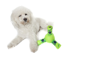 bichon et son jouet vert en plastique