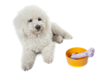 bichon,sa gamelle,ses jouets