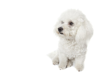 bichon frisé - Gelockter Bichon - bichon de pelo rizado