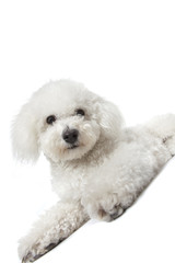 chiot bichon frisé - puppy dog
