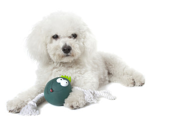 Obraz premium bichon en train de jouer