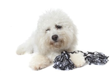 bichion frisé et ses jouets pour chiens