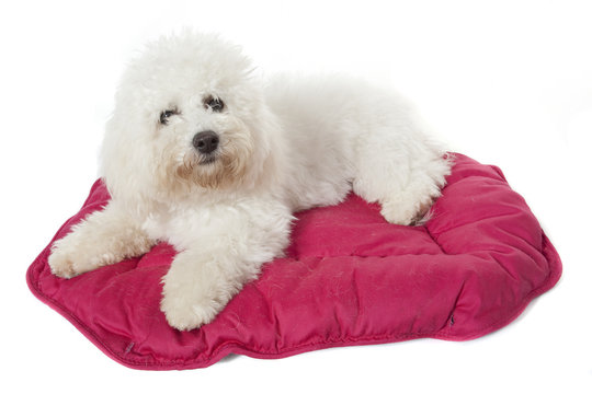 bichon fris&eacute; recherchant le confort du coussin