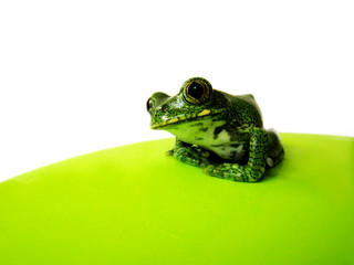 grüner Waldsteigerfrosch 6