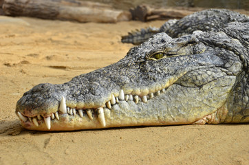 Krokodil