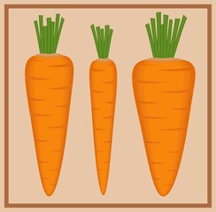 Three carrots