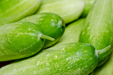 Cucumber