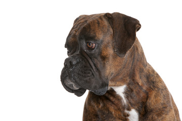 portrait de boxer de trois quart en gros plan