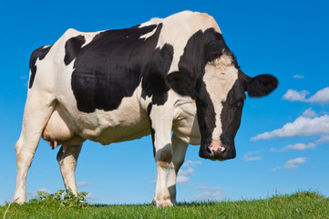 Black spotted cow standing on a Dutch dike