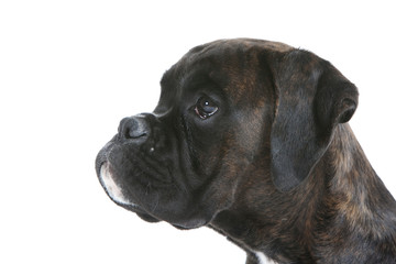 spectaculaire tête de boxer de profil